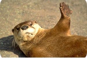 Otter with his paw up.