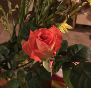 A bud from a branch I had to trim off one of our roses late last week has finally started to bloom (© Gene Breshears)